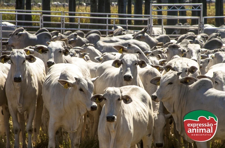 Sodomia em bovinos: por que medicamentos naturais são a melhor opção no manejo