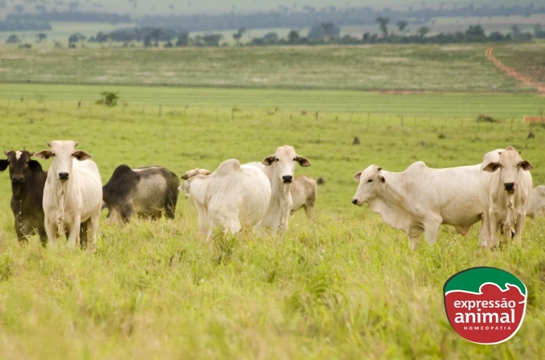 Sintomas de intoxicação em bovinos por plantas tóxicas: conheça os principais sinais e como prevenir
