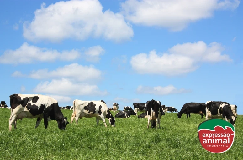 Mamite bovina: como identificar e qual o melhor tratamento