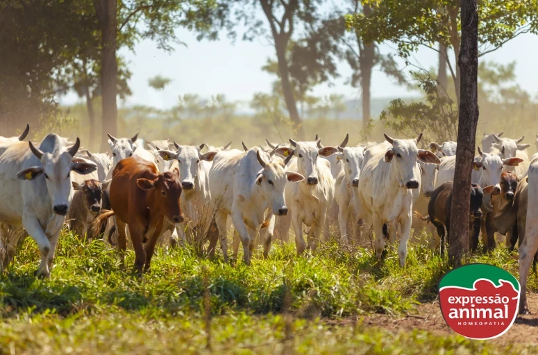 Como acabar com a mosca-de-chifre no gado: guia prático para produtores rurais
