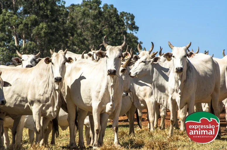 Como a homeopatia está transformando o cuidado com animais de pecuária