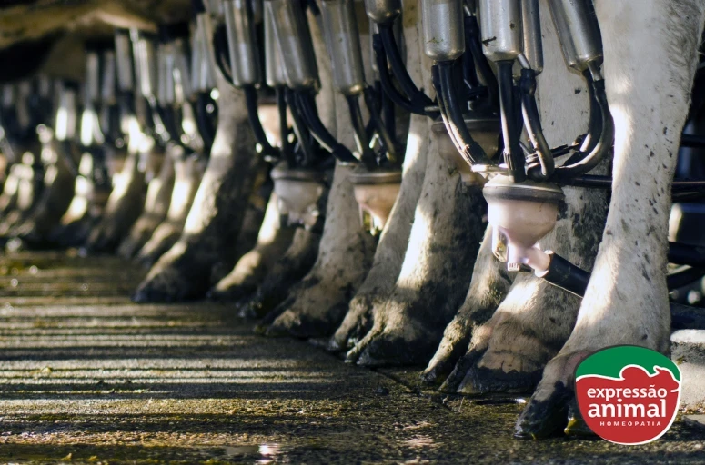 Doenças de casco bovino: como tratar e qual o melhor remédio