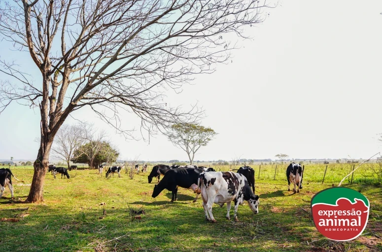 Qual o melhor tratamento para papilomatose (verruga) bovina?