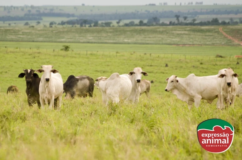 Administração e dosagem correta de medicamentos homeopáticos em bovinos: guia completo