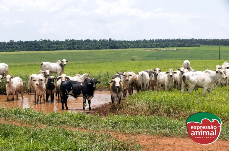 Erva de rato: identificação e prevenção de intoxicação na pecuária