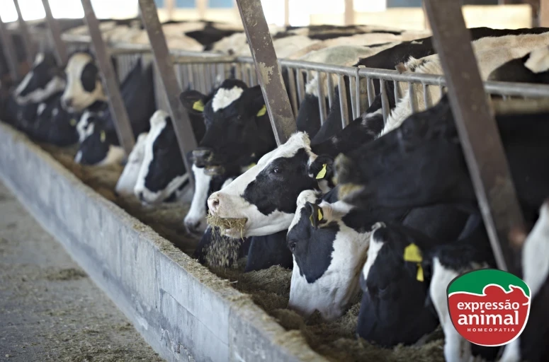 Vermífugo para gado: qual o melhor remédio e quando aplicar 