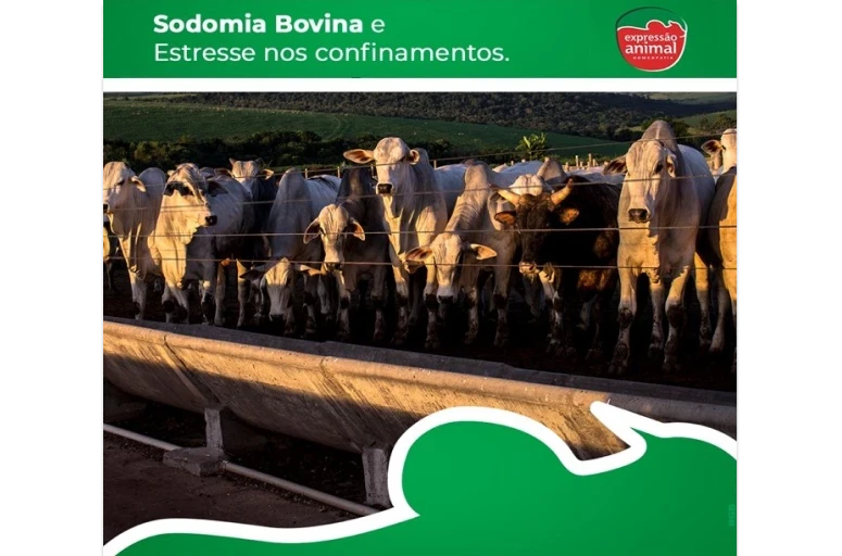 A Relação entre Estresse e Sodomia Bovina