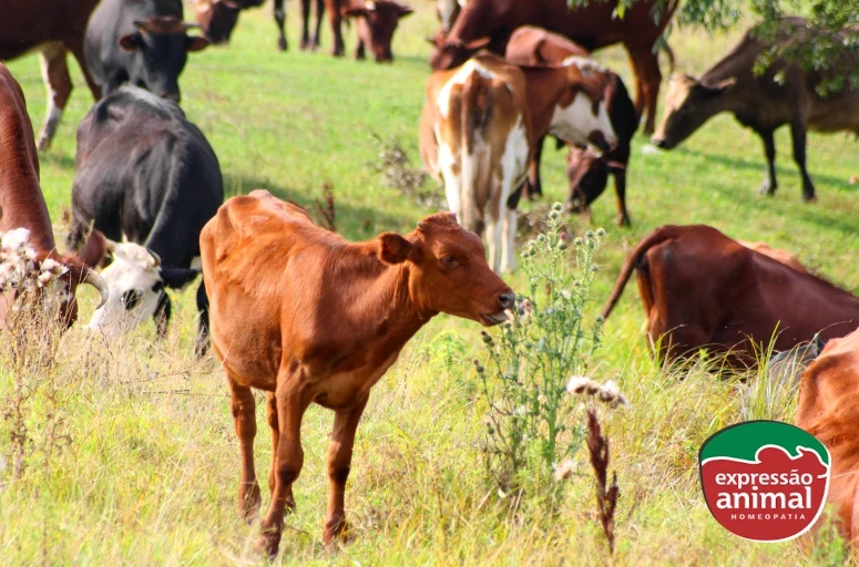 Como proteger seu rebanho de plantas tóxicas: tingui, timbó e outras ameaças