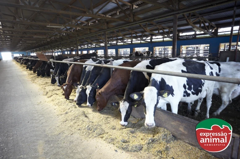 Problemas de casco em bovinos leiteiros: como a homeopatia ajuda?