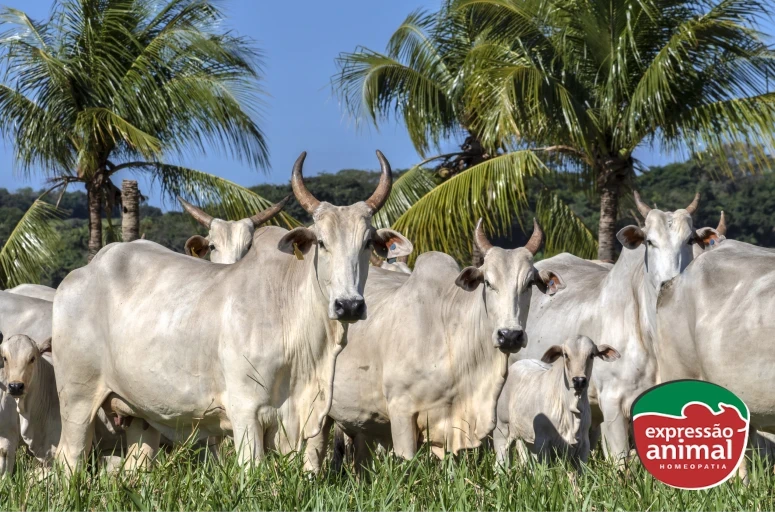 Ganho de peso bovino: a eficácia da homeopatia para melhorar a produtividade do rebanho
