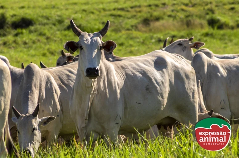 A importância da homeopatia na nutrição de bovinos para ganho de peso