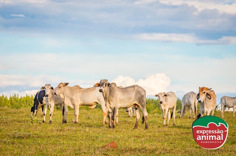 Prevenção de doenças respiratórias em bovinos com homeopatia