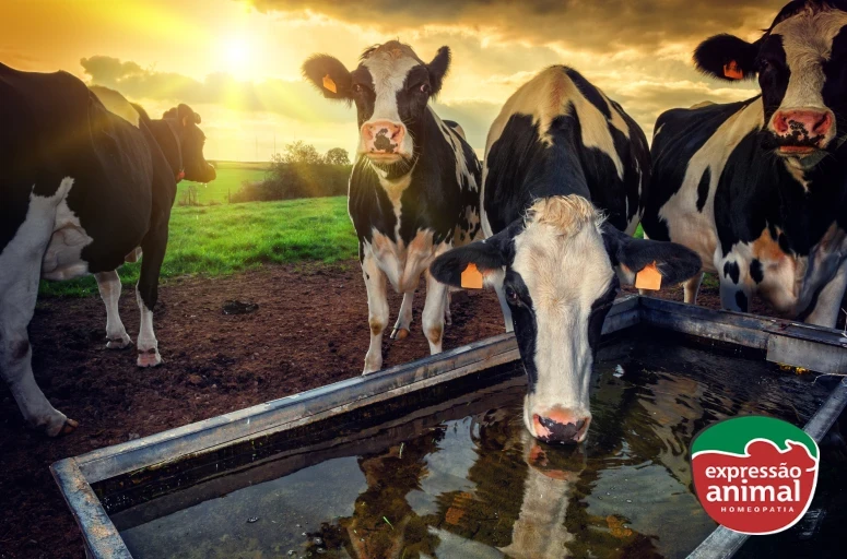Tratamentos homeopáticos para estresse térmico em bovinos