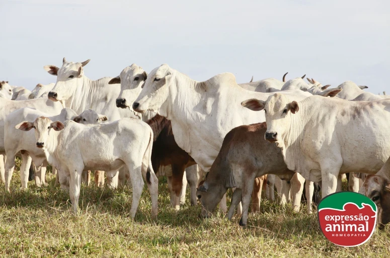 Homeopatia em animais: impacto econômico do uso na pecuária
