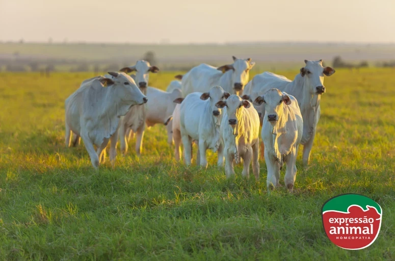 Qual o melhor remédio para diarreia em bovinos?