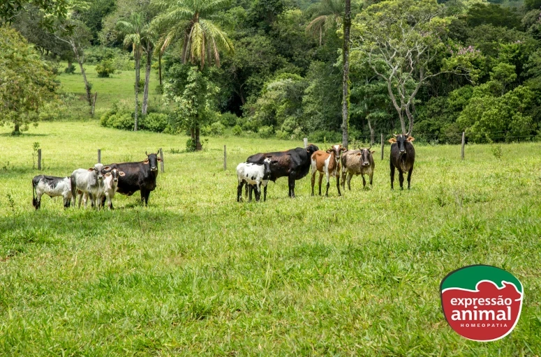 Remédio para matar berne em gado: conheça o Parasito Plus
