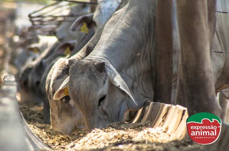 Soluções naturais para reduzir o comportamento de monta em bovinos sem castração