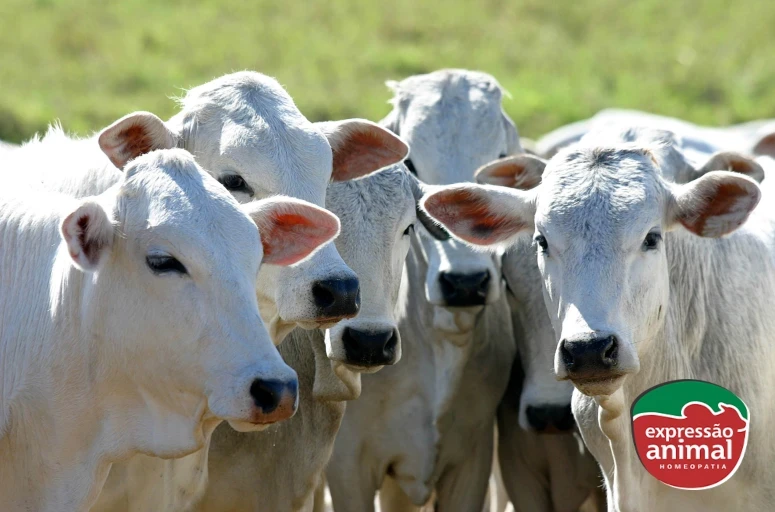 Eficiência reprodutiva em bovinos de corte: como melhorar e elevar a fertilidade?