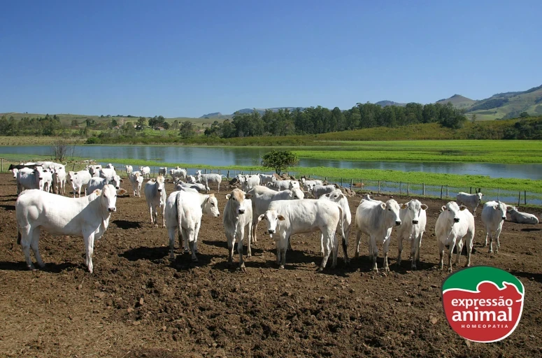 Doenças parasitárias em bovinos: quais as principais e como controlar