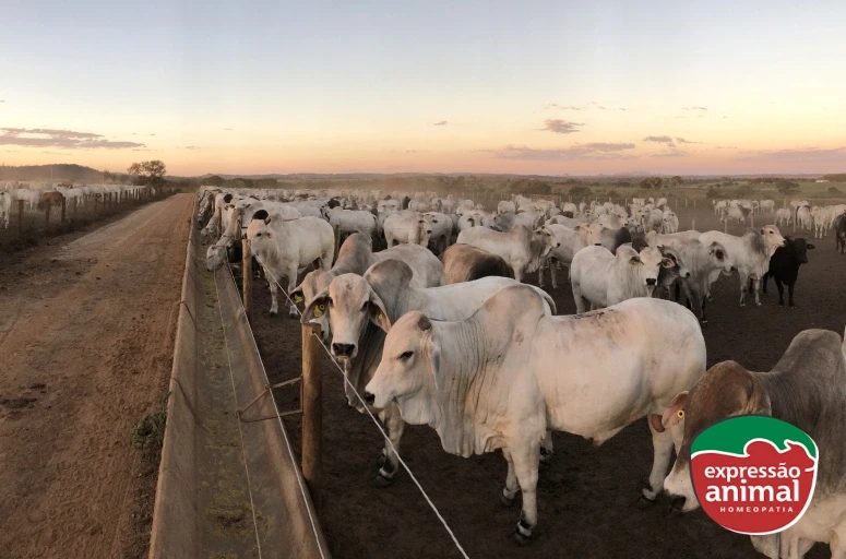 Controle de comportamento em bovinos: como o Sodomia Plus previne a sodomia bovina de forma natural e eficaz