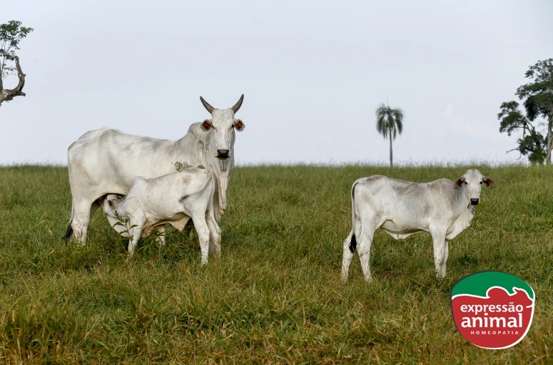 Taxa de prenhez em bovinos de corte: como melhorá-la e aumentar a rentabilidade do seu rebanho