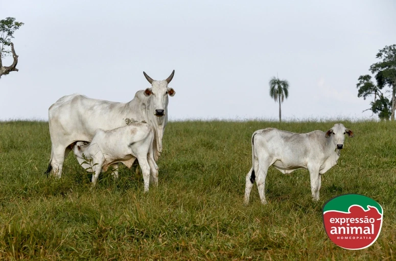Prevenção de diarreia em bezerros: estratégias eficazes com Diarreia Plus