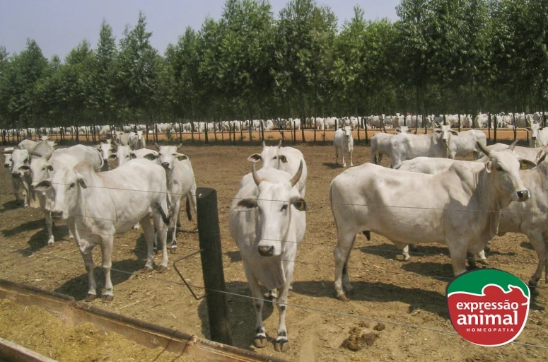 Como implementar o Sodomia Plus no manejo do seu rebanho: guia prático para produtores rurais
