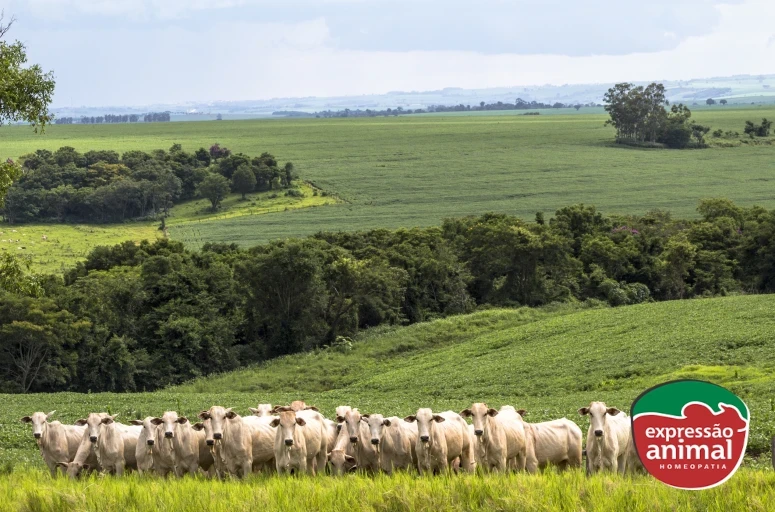 Como tratar tristeza parasitária bovina