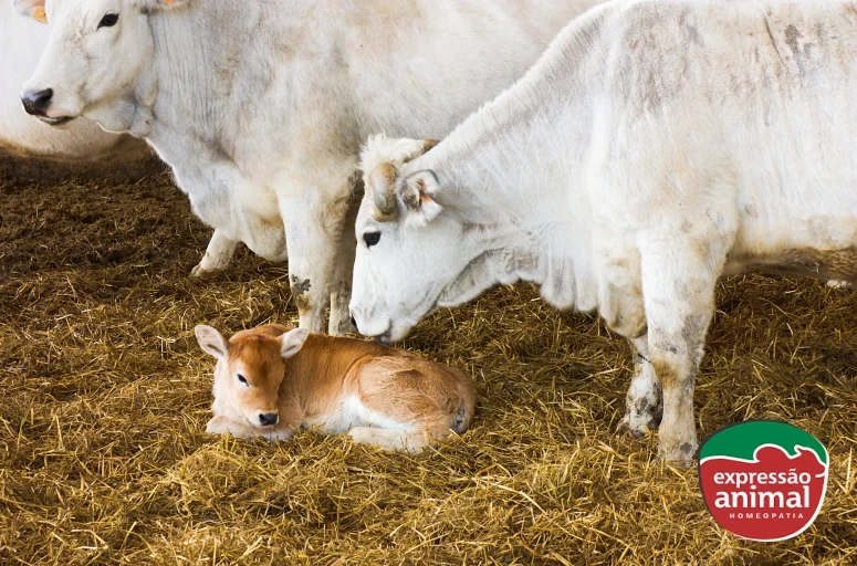 Descubra como melhorar a fertilidade de fêmeas sem hormônios