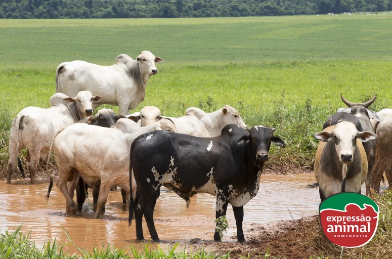 Vermifugação natural ou química? Como escolher sem comprometer o desempenho do rebanho