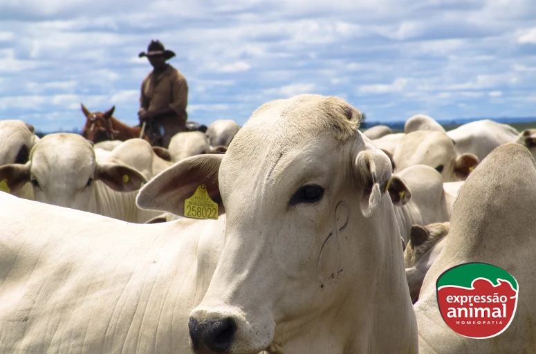 Como elevar a conversão alimentar do gado e melhorar a eficiência da produção