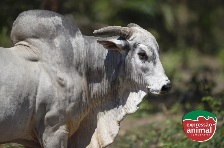 Boi agressivo e brigas no lote: como resolver sem castração