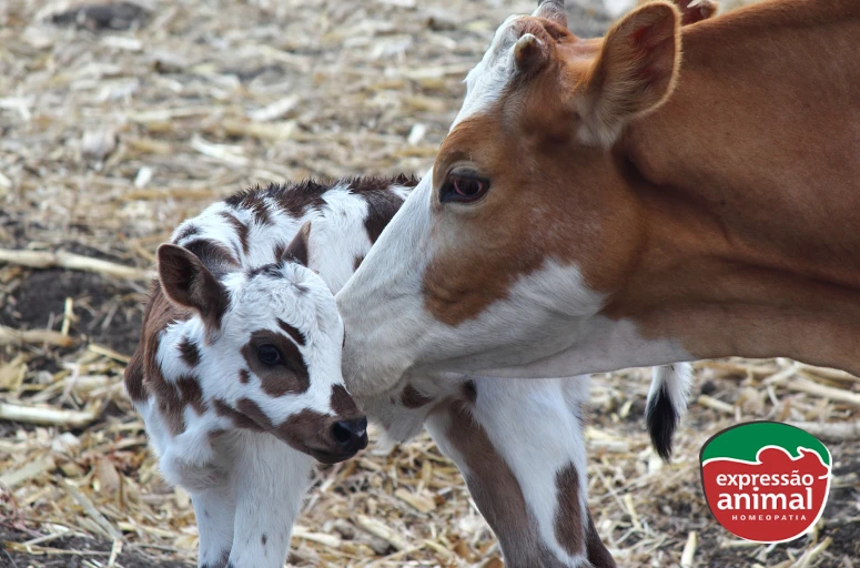 Vacas repetindo cio: o que isso revela sobre a saúde do seu rebanho
