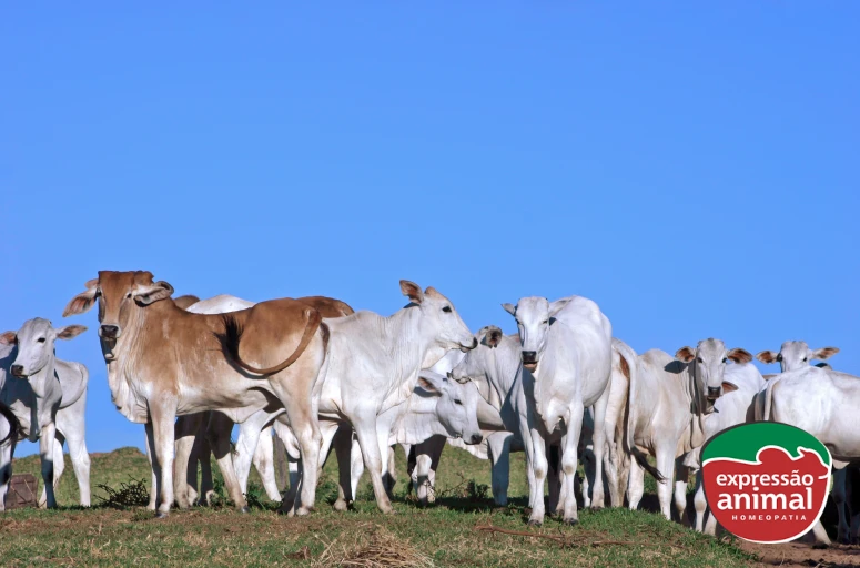 Como fortalecer a imunidade do rebanho de forma natural e reduzir o uso de antibióticos