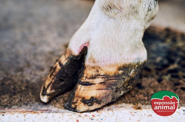 Saúde do casco bovino: Como evitar doenças de casco com remédio natural e aumentar a longevidade do rebanho