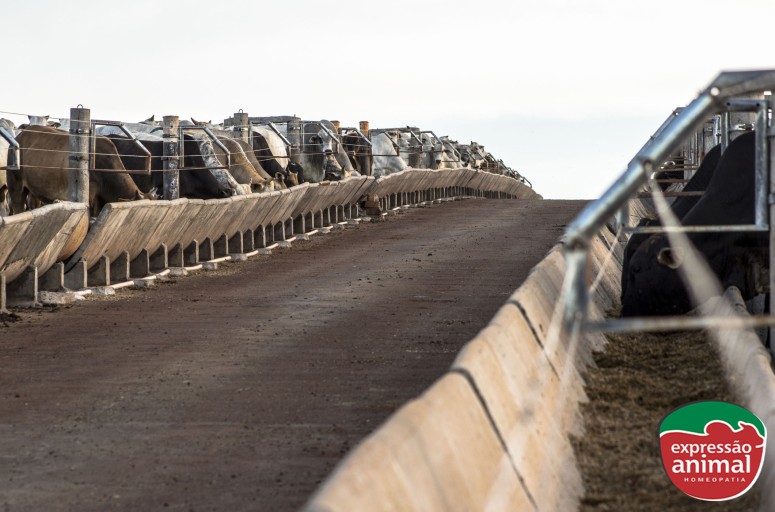 Sodomia bovina: Faça o controle correto, evite prejuízos e melhore sua produtividade