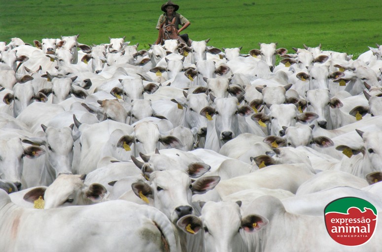 Conversão alimentar e produtividade do gado: como melhorar essa relação com soluções naturais