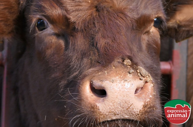 Como tratar papilomatose bovina com o Verruga Plus