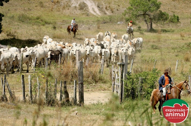 Seu gado tem sinais de intoxicação? Saiba como resolver
