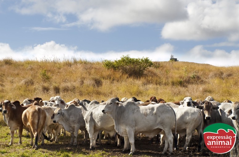 3 dicas para diminuir a trepação de macho inteiro