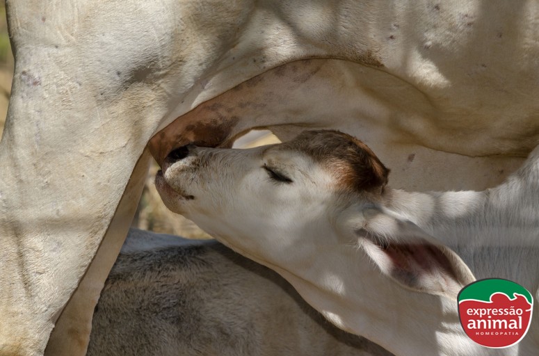 Bezerro defecando sangue (diarreia): O que fazer e como prevenir com soluções naturais