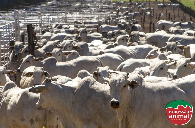 Como a saúde do rebanho impacta diretamente o comportamento de sodomia em bovinos