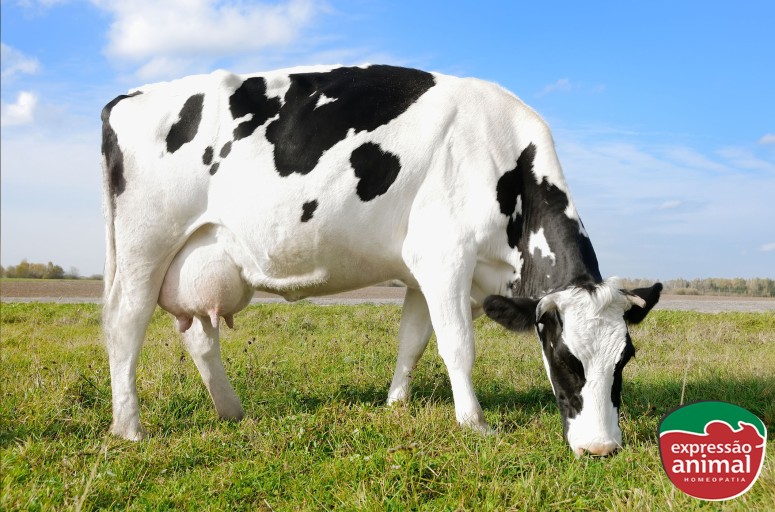 Minha novilha está com o úbere cheio de verrugas: O que fazer?