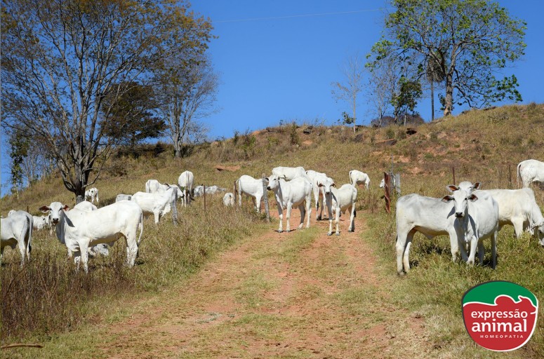 Papaconha em Bovinos: Como evitar intoxicações e prejuízos com plantas tóxicas