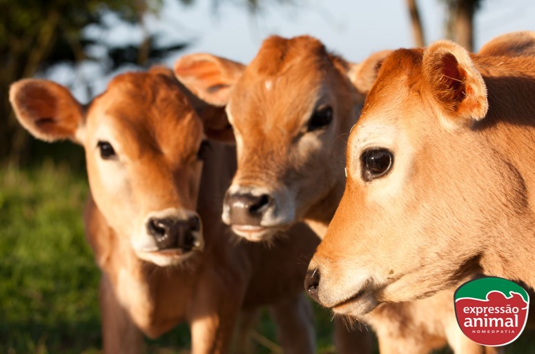 Diarreia em bezerros: Causas e o que usar para prevenir