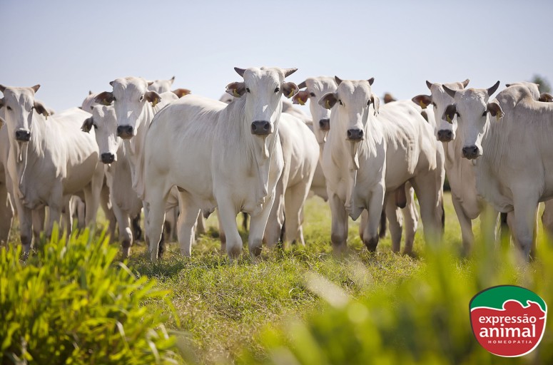 O mundo está comprando carne: sua fazenda está preparada para produzir mais e melhor?
