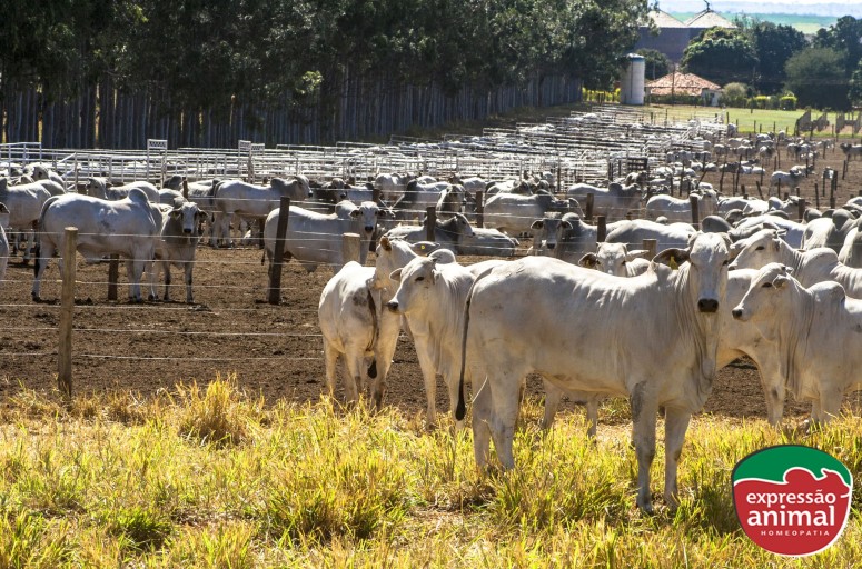 Estresse em bovinos diminui a produtividade? Entenda os impactos no seu rebanho