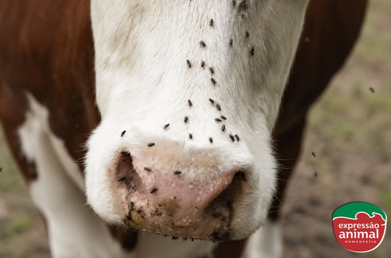 Mosca-do-chifre no gado: sinais de infestação e prejuízos para o rebanho