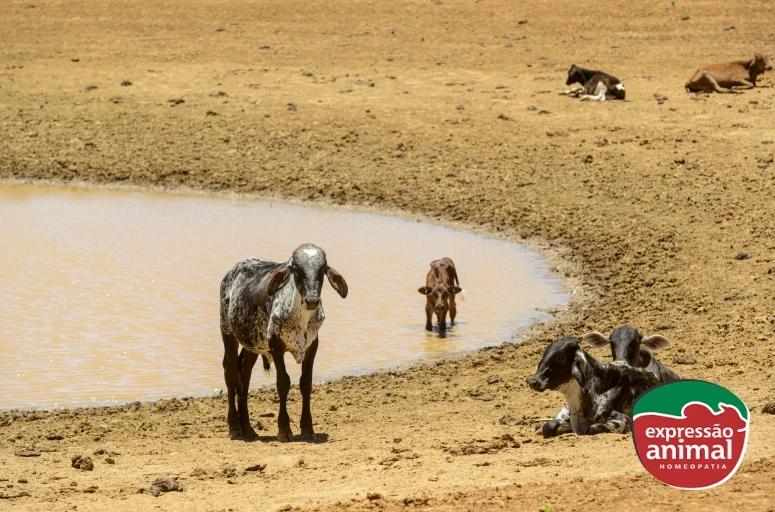 Época de Seca na Pecuária: Como evitar estresse térmico, perda de peso e queda na produtividade em bovinos