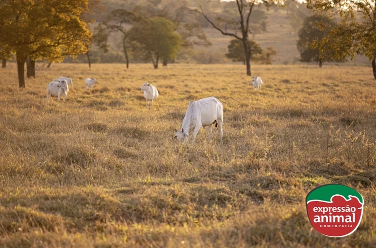 Soluções para estresse térmico em bovinos: oportunidades para indústrias de nutrição animal